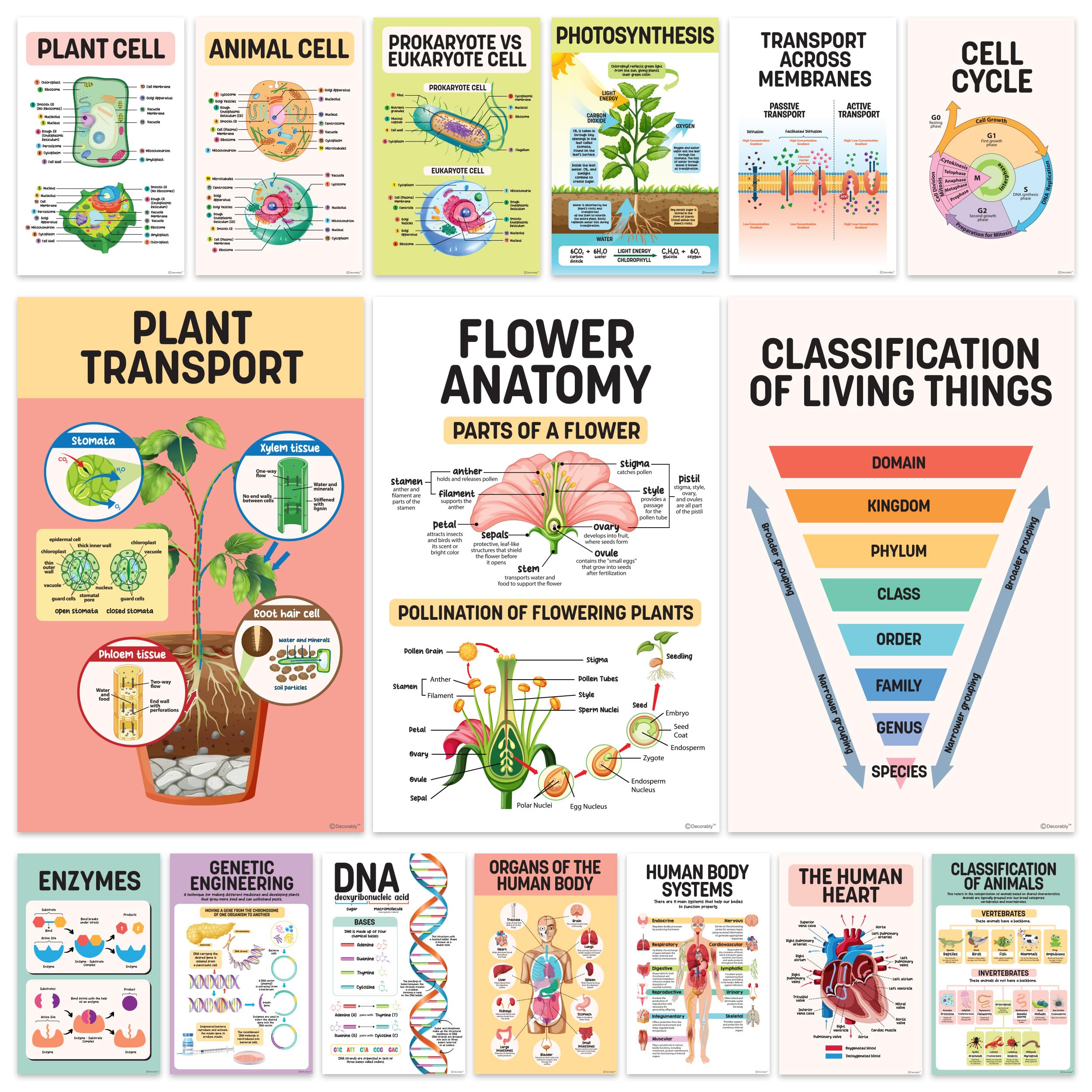 Decorably 16 Biology Posters for Classroom, 11x17in Matte-Laminated Educational Science Posters